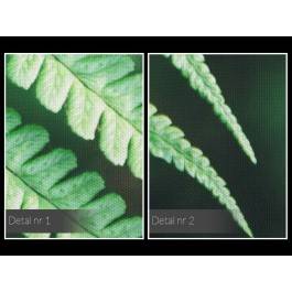 Liść paproci - zdjęcie na płótnie - 120x80 cm