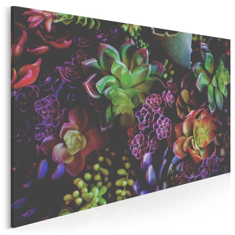 Kolorowe sukulenty - nowoczesny obraz na płótnie - 120x80 cm