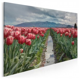 Pola tulipanów - fotoobraz do sypialni - 120x80 cm Pola tulipanów - fotoobraz do sypialni - 120x80 cm