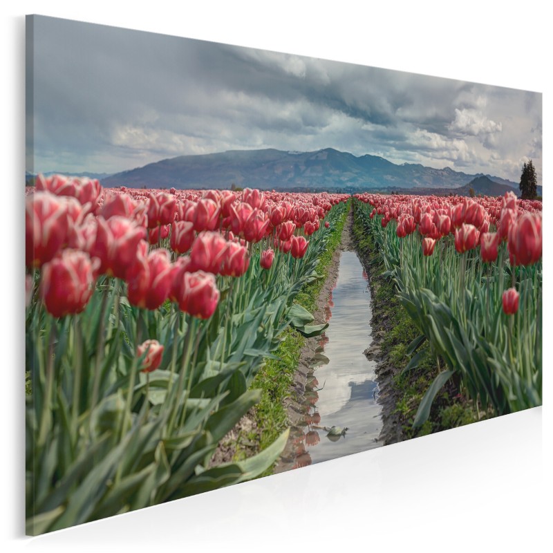 Pola tulipanów - fotoobraz do sypialni - 120x80 cm
