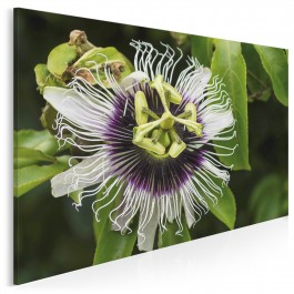 Ekscentryczność natury - zdjęcie na płótnie - 120x80 cm