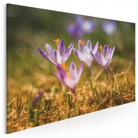 Roztańczone krokusy - fotoobraz do salonu - 120x80 cm