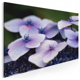 Purpurowa hortensja - fotoobraz do sypialni - 120x80 cm Purpurowa hortensja - fotoobraz do sypialni - 120x80 cm