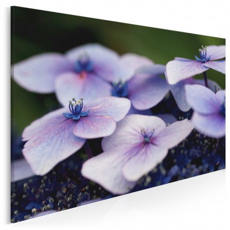 Purpurowa hortensja - fotoobraz do sypialni - 120x80 cm