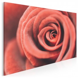 Czerwona róża - fotoobraz do salonu - 120x80 cm
