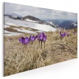 Krokusy w górach - zdjęcie na płótnie - 120x80 cm