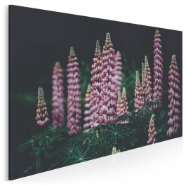 Dziki łubin - fotografia na płótnie - 120x80 cm