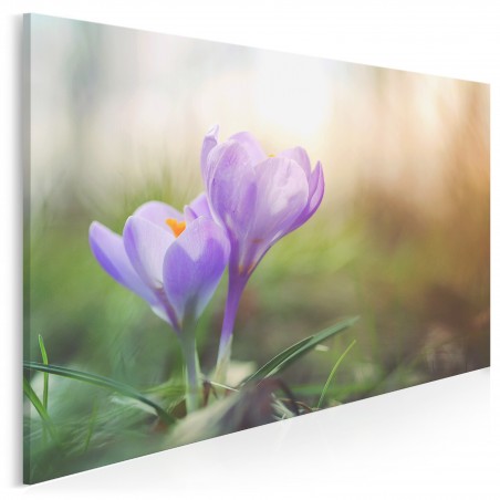 Krokusy o poranku - nowoczesny obraz na płótnie - 120x80 cm