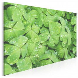 Czterolistna koniczynka - zdjęcie na płótnie - 120x80 cm
