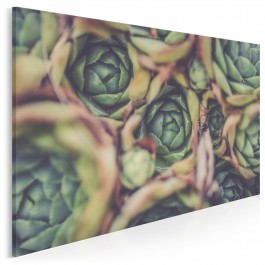 Kolorowe sukulenty - nowoczesny obraz na płótnie - 120x80 cm Kolorowe sukulenty - nowoczesny obraz na płótnie - 120x80 cm