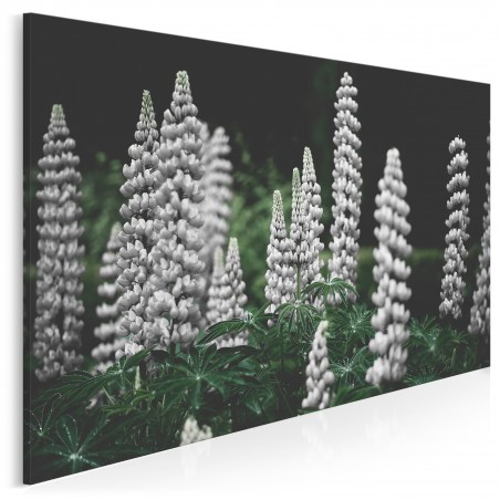 Biały łubin - fotoobraz na płótnie - 120x80 cm
