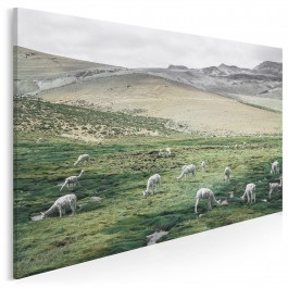 Pejzaż z alpakami - zdjęcie na płótnie - 120x80 cm Pejzaż z alpakami - zdjęcie na płótnie - 120x80 cm