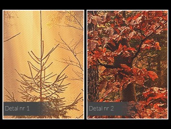 Leśne runo - fotoobraz na płótnie - 120x80 cm