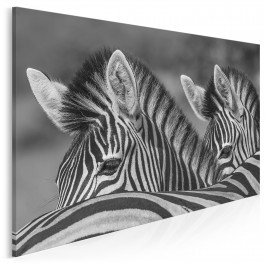 Zebranie - fotoobraz do salonu - 120x80 cm Zebranie - fotoobraz do salonu - 120x80 cm