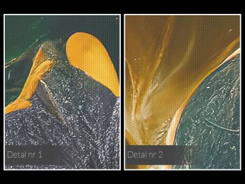 Żarliwa orchidea - nowoczesny obraz na płótnie - 120x80 cm Żarliwa orchidea - nowoczesny obraz na płótnie - 120x80 cm