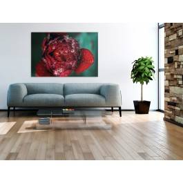 Poranna rosa - fotoobraz na płótnie - 120x80 cm Poranna rosa - fotoobraz na płótnie - 120x80 cm