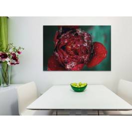 Poranna rosa - fotoobraz na płótnie - 120x80 cm Poranna rosa - fotoobraz na płótnie - 120x80 cm