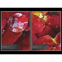 Poranna rosa - fotoobraz na płótnie - 120x80 cm Poranna rosa - fotoobraz na płótnie - 120x80 cm