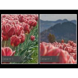 Pola tulipanów - fotoobraz do sypialni - 120x80 cm Pola tulipanów - fotoobraz do sypialni - 120x80 cm