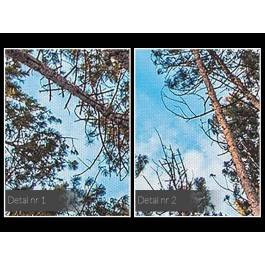 Lasem do góry - fotografia na płótnie - 120x80 cm Lasem do góry - fotografia na płótnie - 120x80 cm