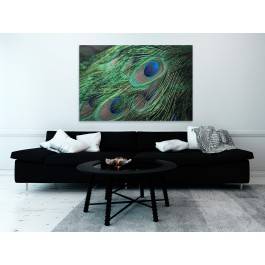 Pawie pióro - fotoobraz do sypialni - 120x80 cm