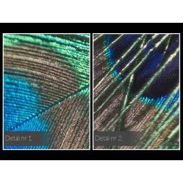 Pawie pióro - fotoobraz do sypialni - 120x80 cm