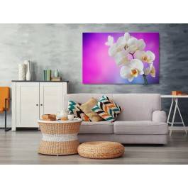 Orchidea we fioletach - fotografia na płótnie - 120x80 cm Orchidea we fioletach - fotografia na płótnie - 120x80 cm