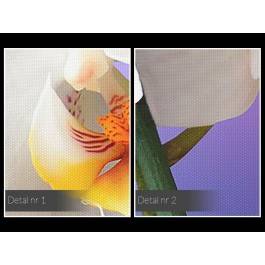 Orchidea we fioletach - fotografia na płótnie - 120x80 cm Orchidea we fioletach - fotografia na płótnie - 120x80 cm