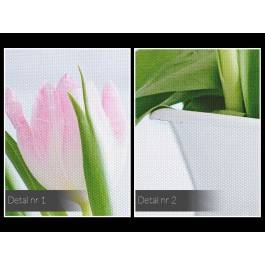 Tulipany w bieli - fotoobraz do salonu - 120x80 cm Tulipany w bieli - fotoobraz do salonu - 120x80 cm