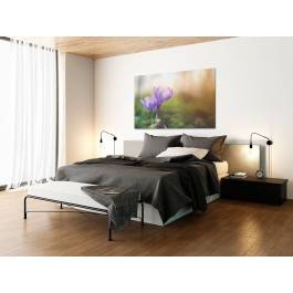 Krokusy o poranku - nowoczesny obraz na płótnie - 120x80 cm Krokusy o poranku - nowoczesny obraz na płótnie - 120x80 cm