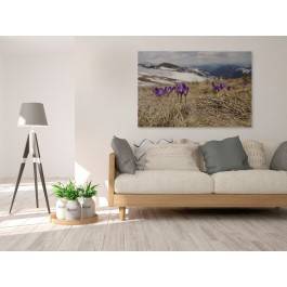 Krokusy w górach - zdjęcie na płótnie - 120x80 cm