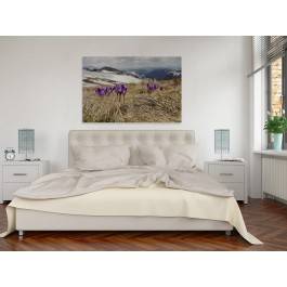 Krokusy w górach - zdjęcie na płótnie - 120x80 cm