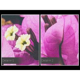 Liliowa bugenwilla - fotoobraz na płótnie - 120x80 cm