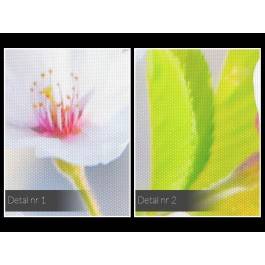 Delikatne płatki - zdjęcie na płótnie - 120x80 cm Delikatne płatki - zdjęcie na płótnie - 120x80 cm