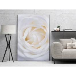 Kwiat niewinności - nowoczesny obraz na płótnie - 120x80 cm