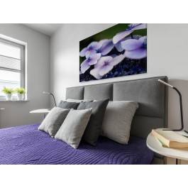 Purpurowa hortensja - fotoobraz do sypialni - 120x80 cm Purpurowa hortensja - fotoobraz do sypialni - 120x80 cm