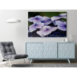 Purpurowa hortensja - fotoobraz do sypialni - 120x80 cm Purpurowa hortensja - fotoobraz do sypialni - 120x80 cm