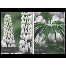 Biały łubin - fotoobraz na płótnie - 120x80 cm