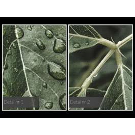 Wiosenna rosa - zdjęcie na płótnie - 120x80 cm