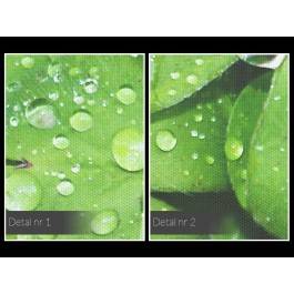 Czterolistna koniczynka - zdjęcie na płótnie - 120x80 cm