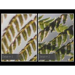 Pod kwiatem paproci - fotografia na płótnie - 120x80 cm