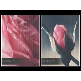 Delikatność róży - fotoobraz na płótnie - 120x80 cm Delikatność róży - fotoobraz na płótnie - 120x80 cm