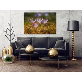 Roztańczone krokusy - fotoobraz do salonu - 120x80 cm