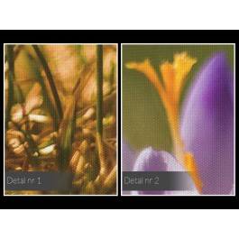 Roztańczone krokusy - fotoobraz do salonu - 120x80 cm