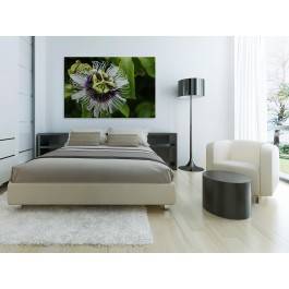 Ekscentryczność natury - zdjęcie na płótnie - 120x80 cm