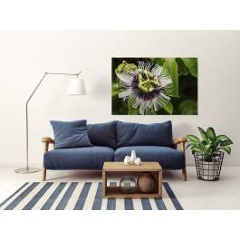 Ekscentryczność natury - zdjęcie na płótnie - 120x80 cm