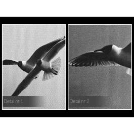 Skrzydlaci bracia - fotografia na płótnie - 120x80 cm Skrzydlaci bracia - fotografia na płótnie - 120x80 cm